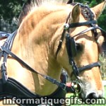 image cheval photo