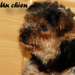 chien