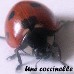 coccinelle