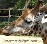 image de girafe