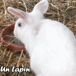 lapin