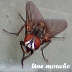 mouche