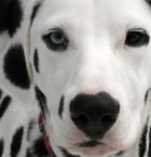 Photo alice avec le chat