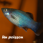 poisson