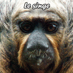 singe