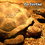 tortue