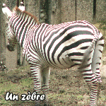 zebre