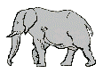 gif animé elephant