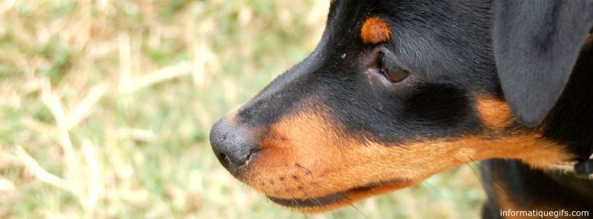 Un beau petit chien nain