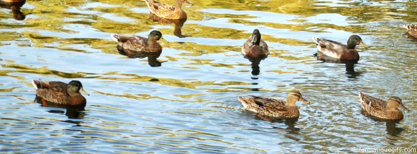 Couverture de plusieurs canards