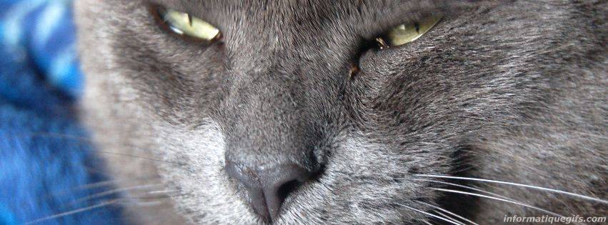 Photo de chat gris avec des yeux vert