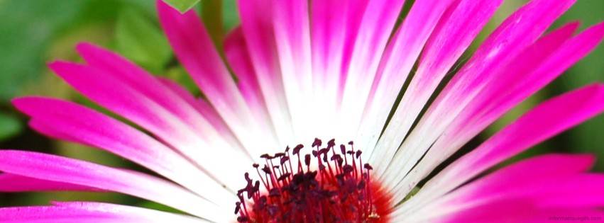 photo fleur