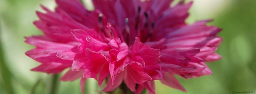 fleur