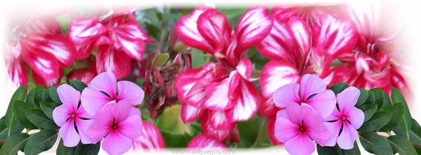 Geranium