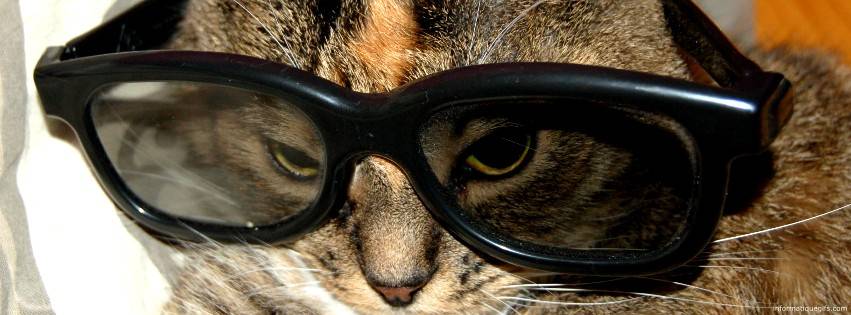 Humour chat avec des grosses lunettes de Soleil