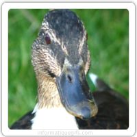 photo profil canard