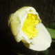 Image gif jonquille jaune