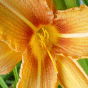 Gif fleur iris orange du jardin