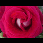 gif rose rouge