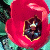 Gifs tulipe anime