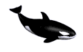 Gifs baleine