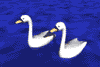 gif animal plume blanche