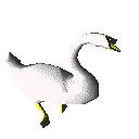 gif canard