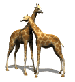 Gifs girafes avec un signe amour