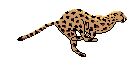 Gif anime leopard