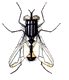 Gif anime mouche