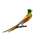 Animation gif perroquet