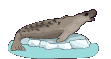 Le poisson sur la glace
