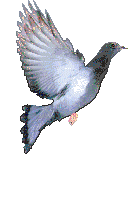 Gifs pigeon blanc