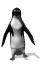 image gif pinguin
