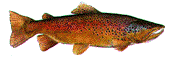 Image anime animaux de mer