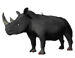 Gifs rhinoceros