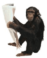un macaque entrain de lire les actualites