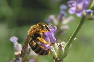 elle butine la fleur de lavande