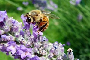 bete sur une fleur