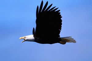 Wallpaper eagle