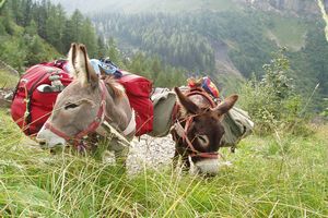 deux anes avec des sacs