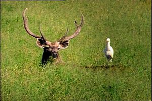 Grand cerf avec canard