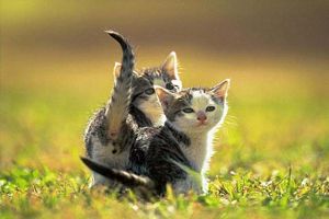 des petits chatons dans la pelouse du jardin