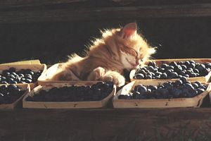 Chat dans les olives