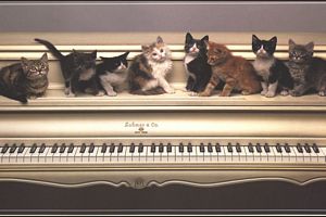 Ils ecoutent la musique du pianiste