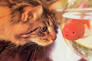 chat et poisson rouge