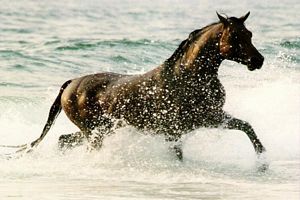 Il court dans l'eau de mer