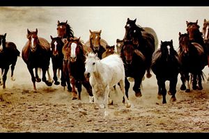 des animaux dans le sable