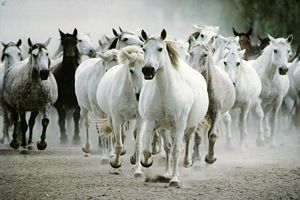 Un troupeaux de chevaux