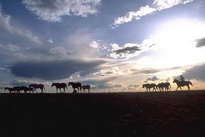 Un beau paysage avec des animaux